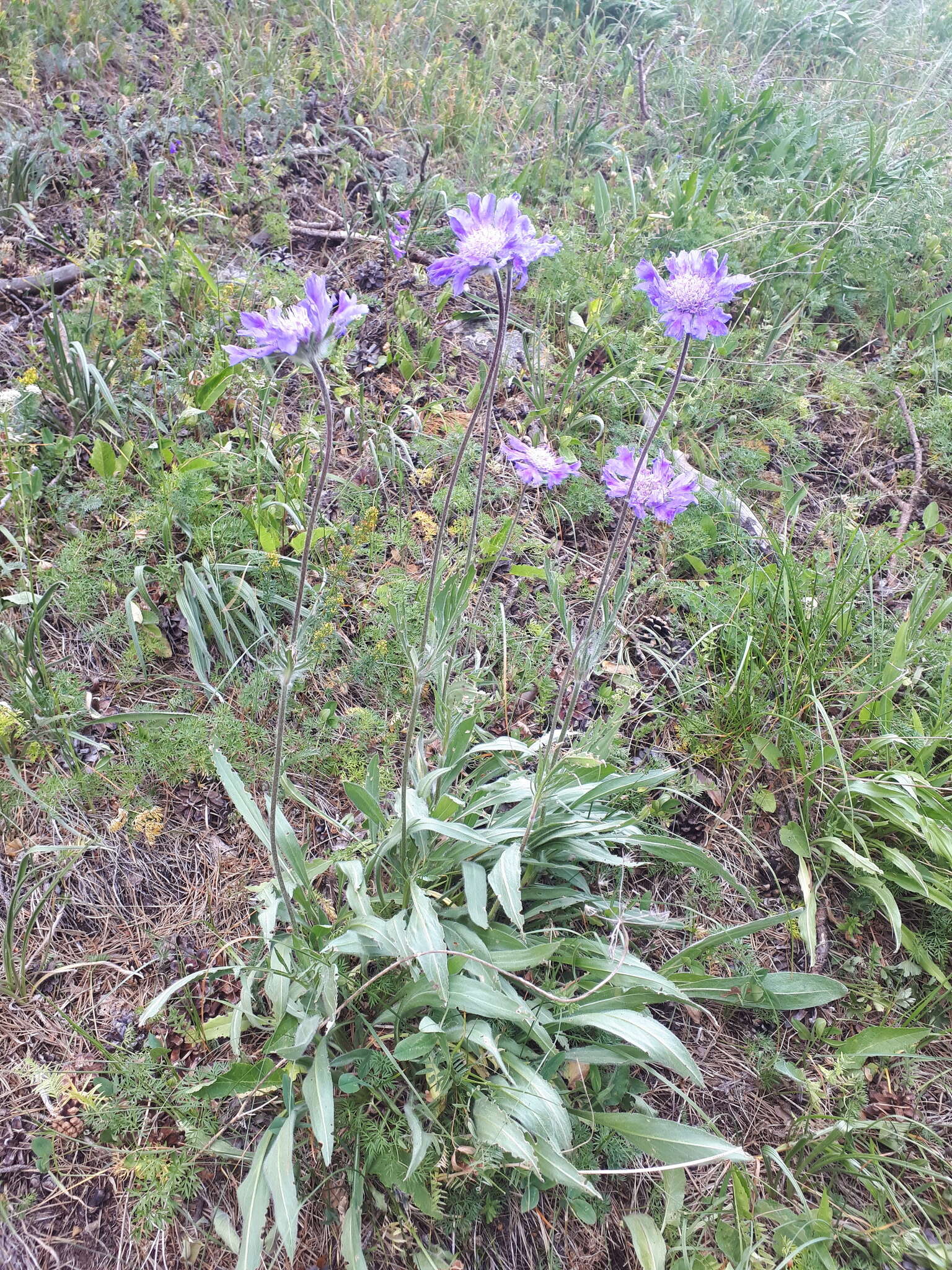 Image of Pincushion-flower