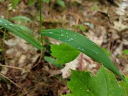 Image of slender rosette grass