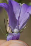 Image of Campanula martinii F. Fen., Pistarino, Peruzzi & Cellin.