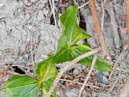 Image of red trillium