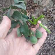 Image of Passiflora viridiflora Cav.