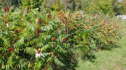 Image of rocky mountain sumac