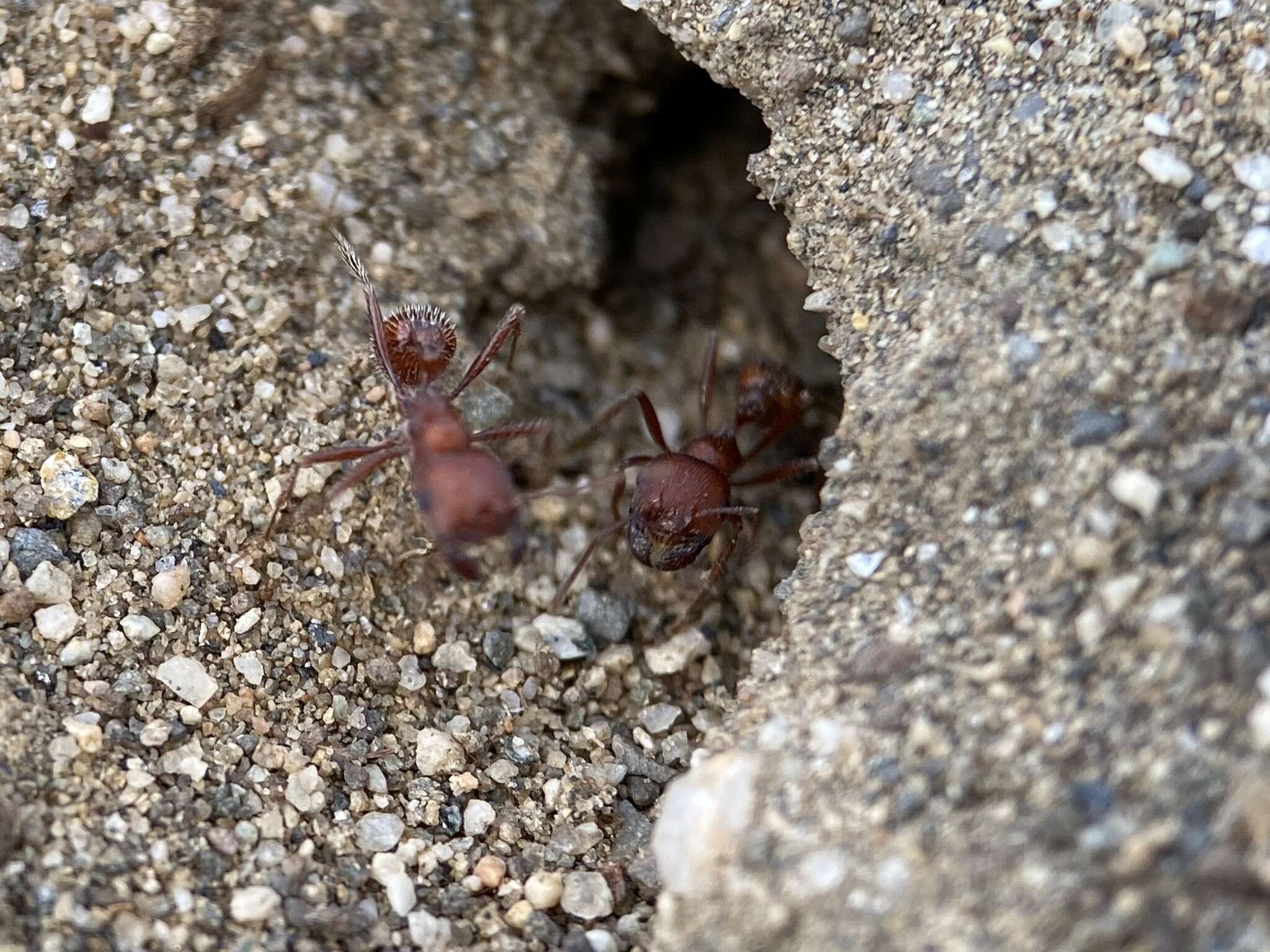 Image de Pogonomyrmex salinus Olsen 1934