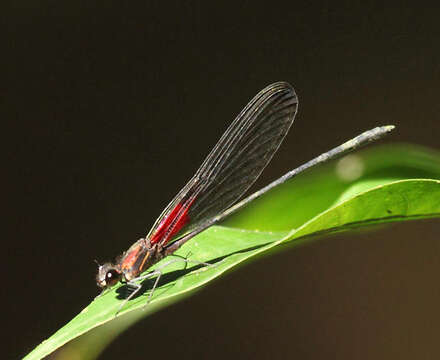 Image of Hetaerina moribunda Hagen ex Selys 1853