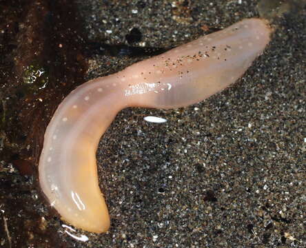 Image of jellybean footless sea cucumber