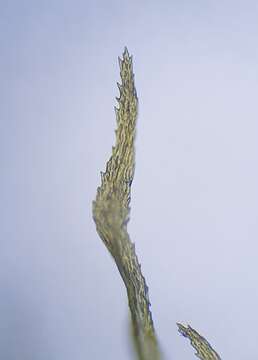 Image of Bonjean's dicranum moss