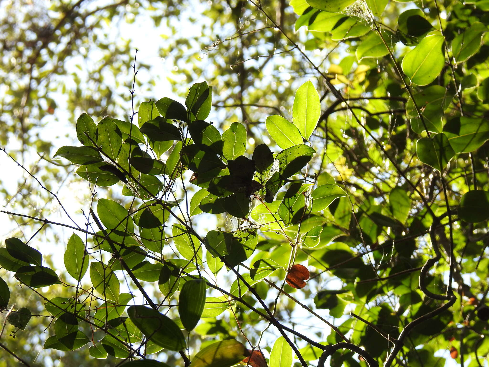 Sivun Ripogonum brevifolium Conran & Clifford kuva