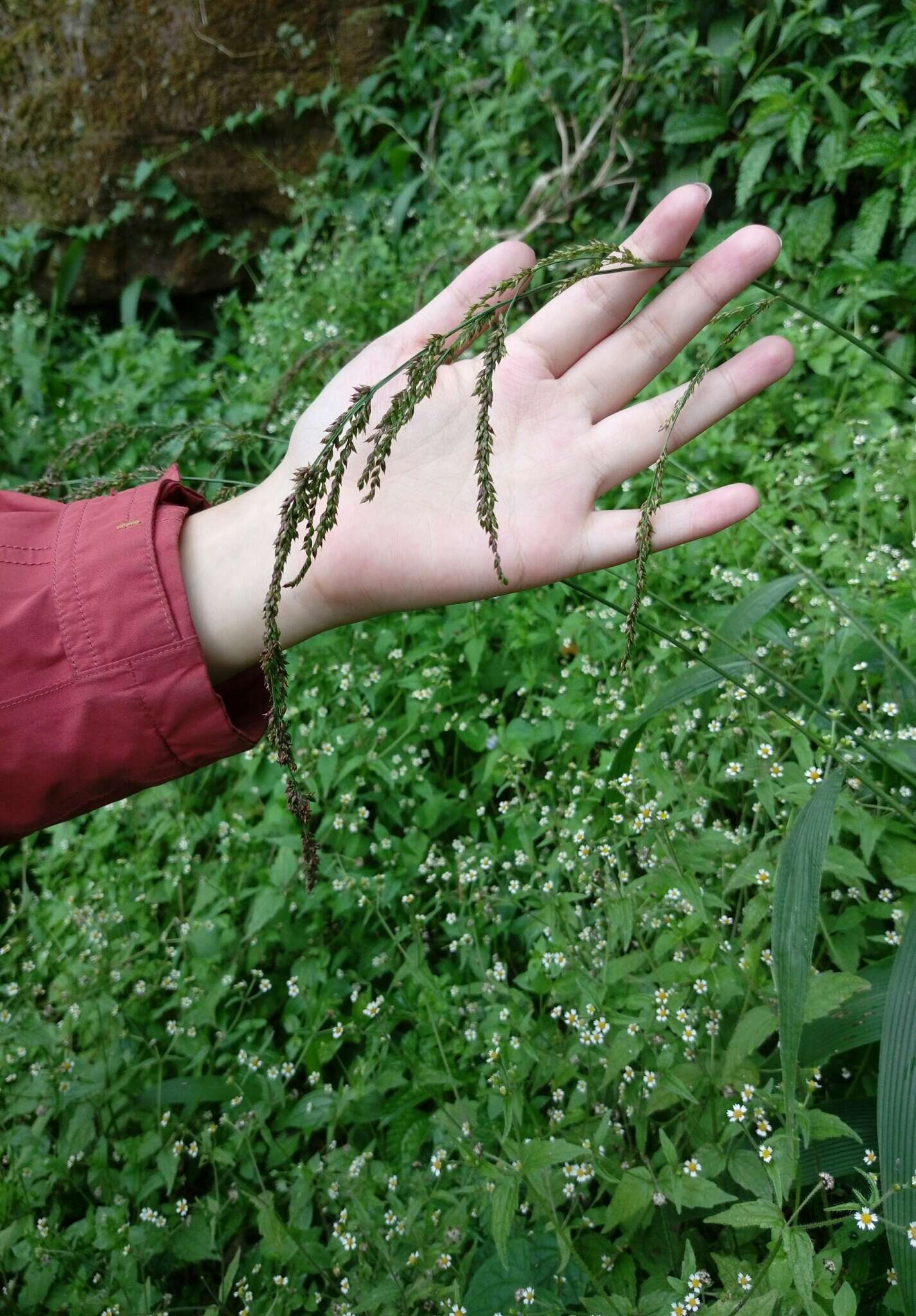 Image of bigleaf bristlegrass