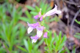 Image of Bush Penstemon