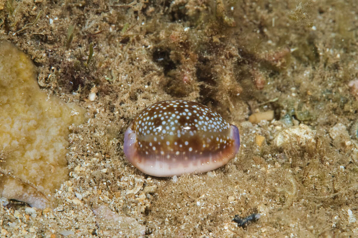 Image of Naria helvola hawaiiensis (Melvill 1888)