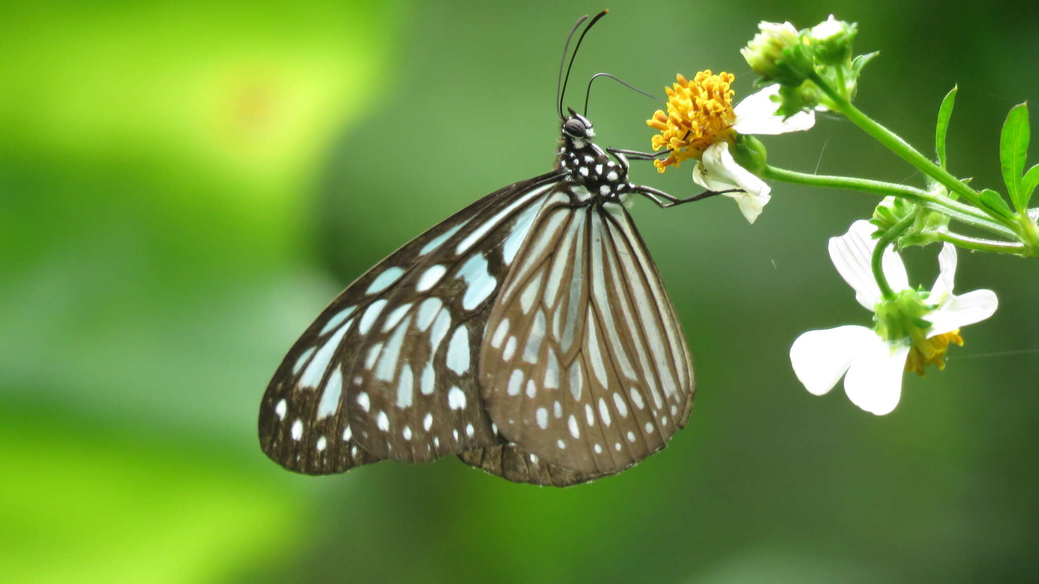 Image of Ideopsis similis Linnaeus 1758