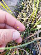 Image of Utricularia welwitschii Oliv.