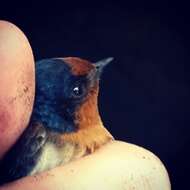 Image of Hirundo neoxena neoxena Gould 1842