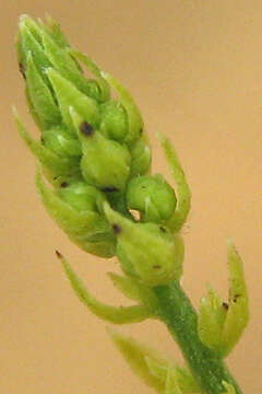 Image of Plukenetia africana Sond.