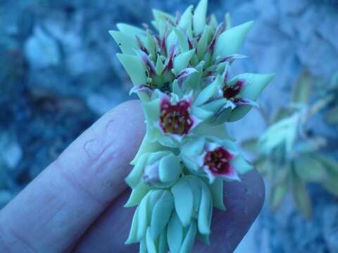 Image of Pachyphytum kimnachii Moran