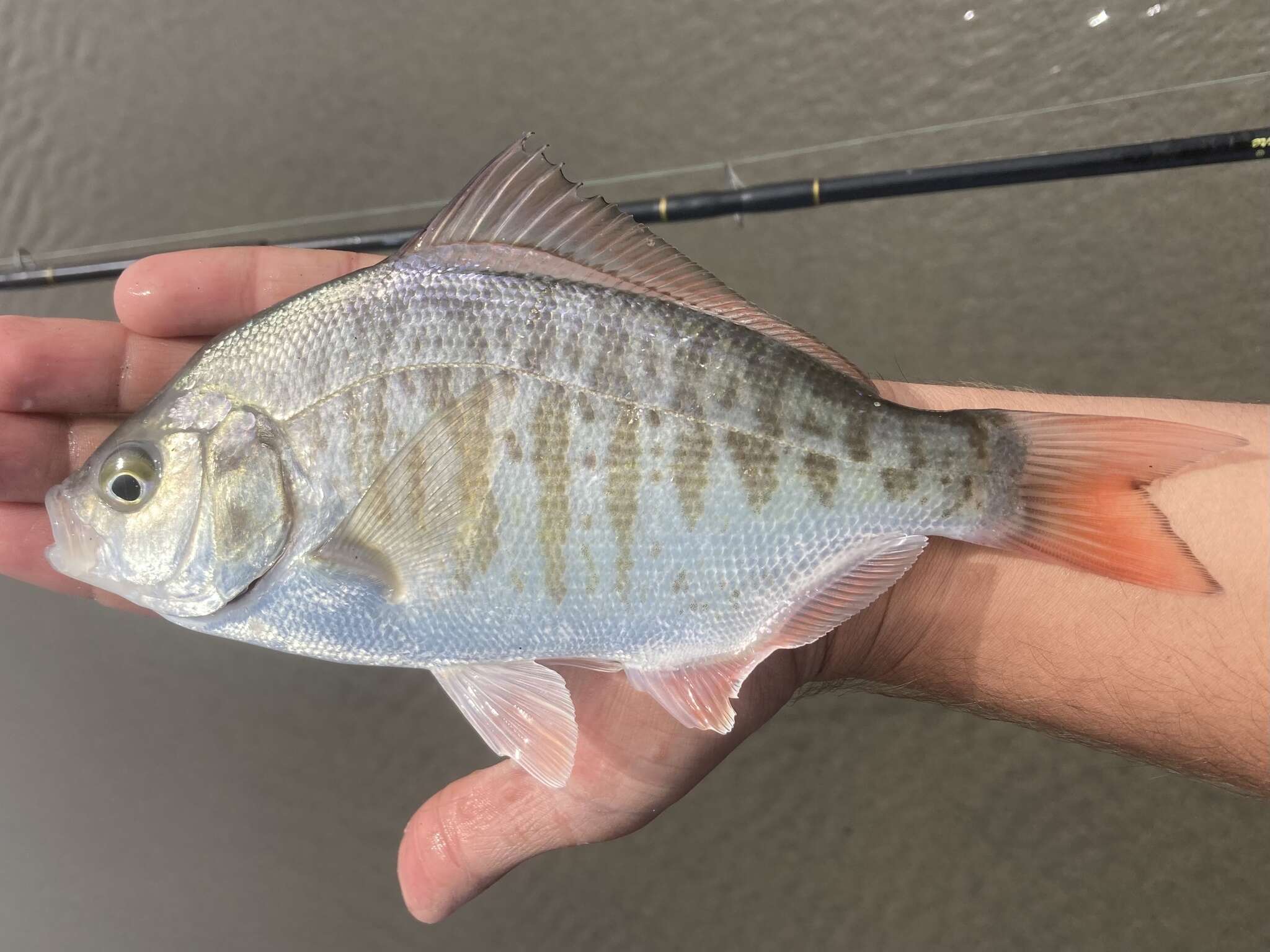 Image of Redtail surfperch