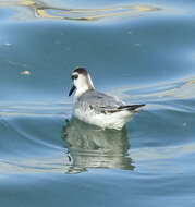 Image of Grey (Red) Phalarope