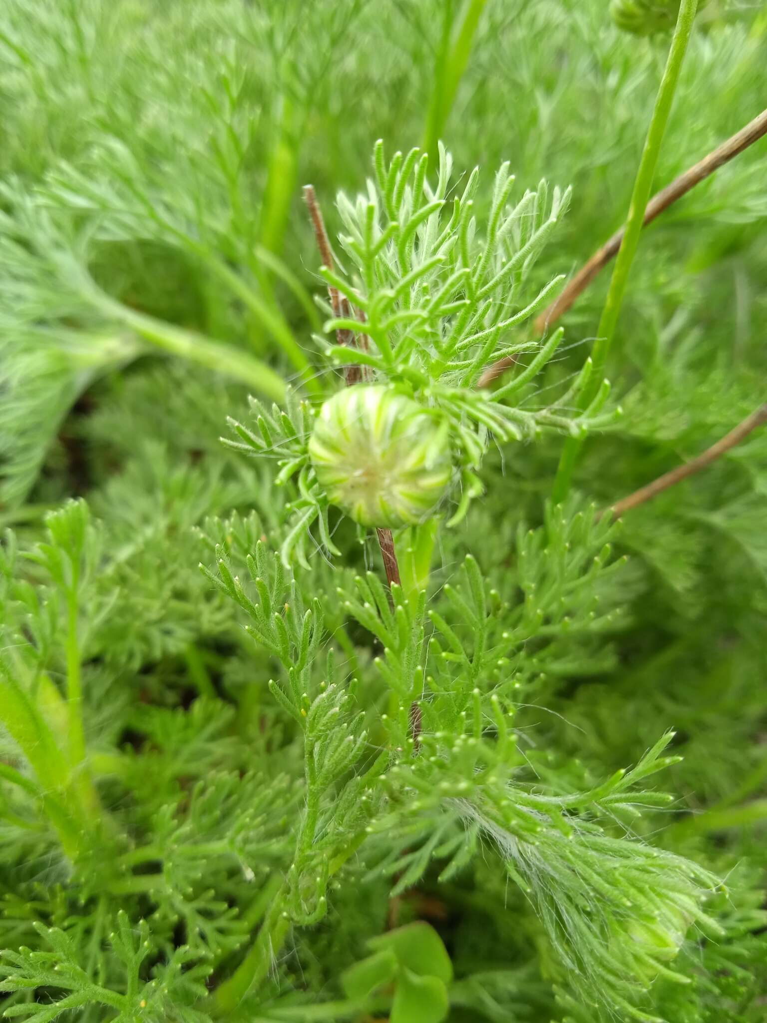 Image of Cotula hispida (DC.) Harv.