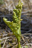 Image of false daisyleaf moonwort