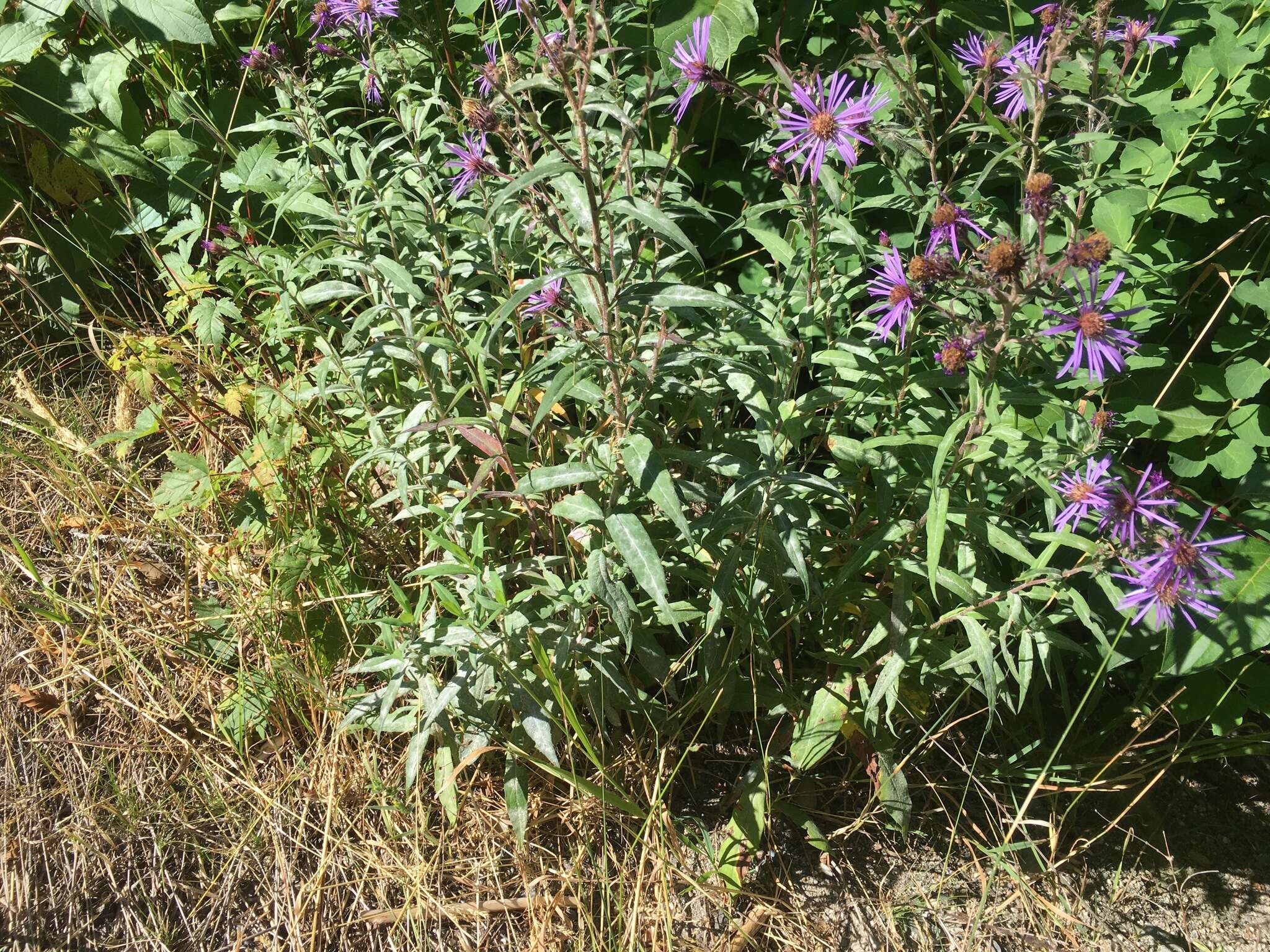 Image of mountain aster