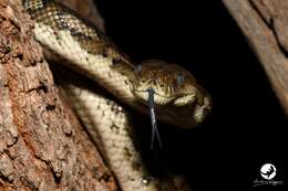 Image of Morelia spilota imbricata (L. A. Smith 1981)