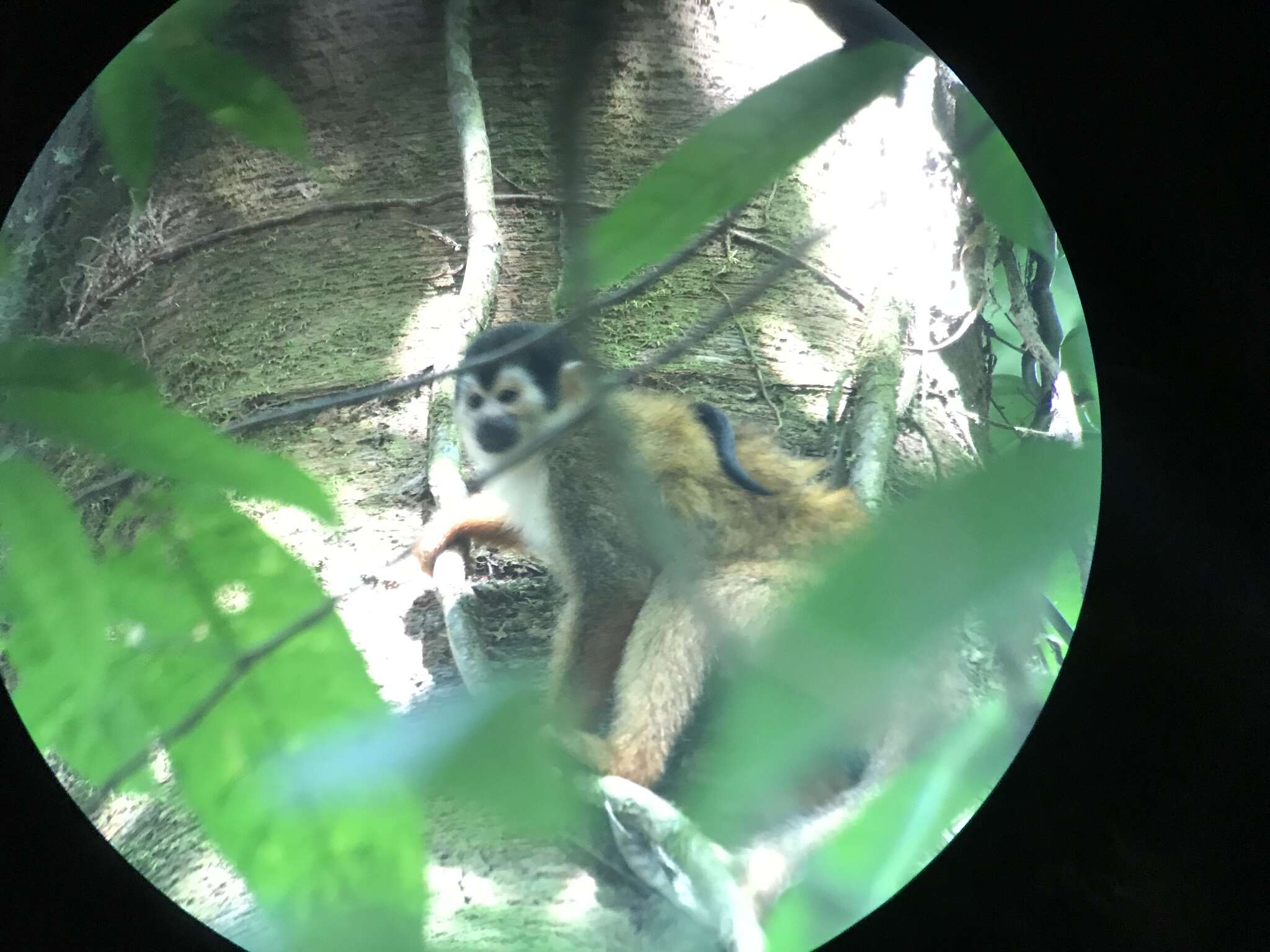 Image of Black-crowned Central American Squirrel Monkey