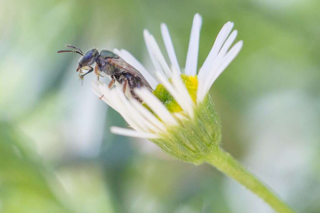 Image of Lasioglossum urbanum (Smith 1879)