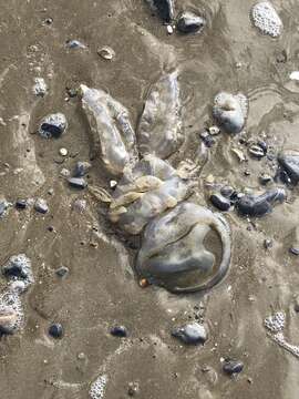 Image of barrel jellyfish