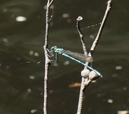 Image of Austrolestes cingulatus (Burmeister 1839)