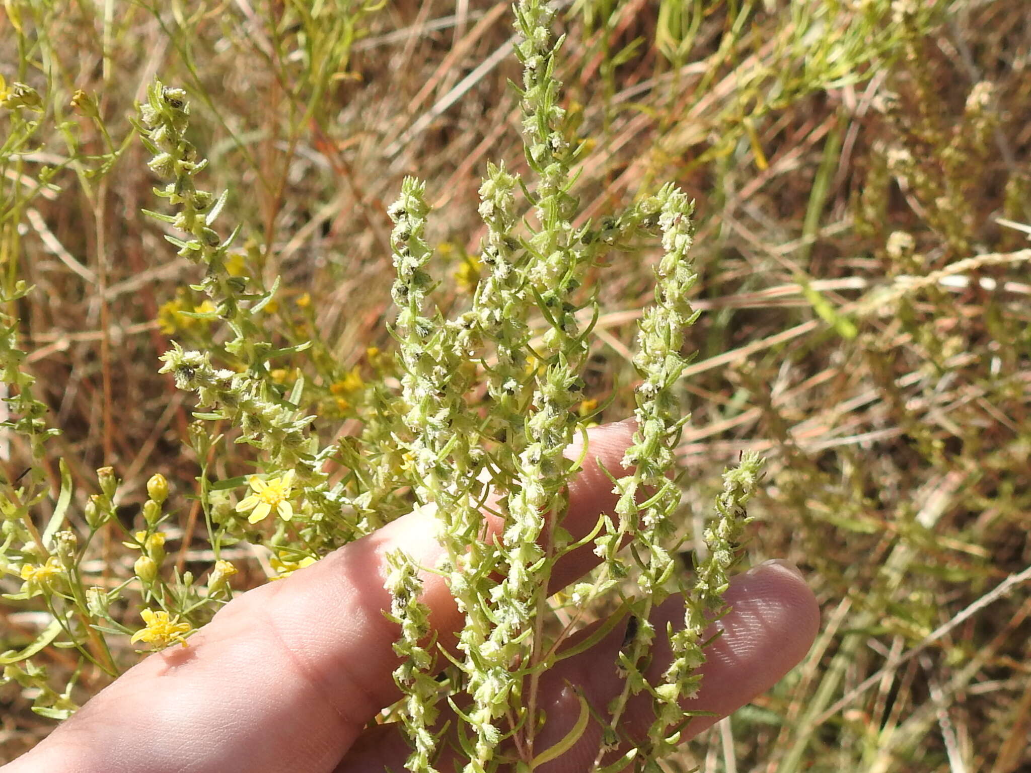 Image of narrowleaf marsh elder