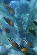 Image of Azores Chromis