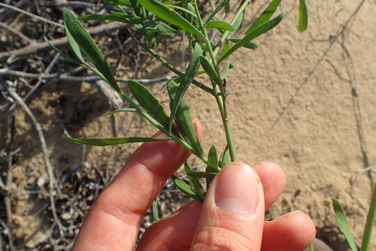 Imagem de Heliophila linearis (Thunb.) DC.