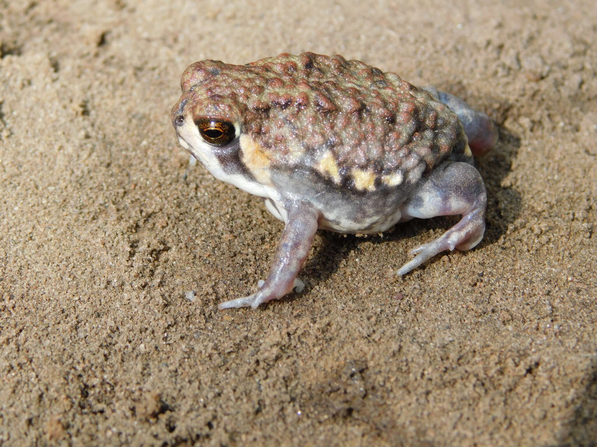 Image of Power’s Rain Frog