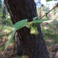 Imagem de Lonicera caerulea subsp. pallasii (Ledeb.) Browicz