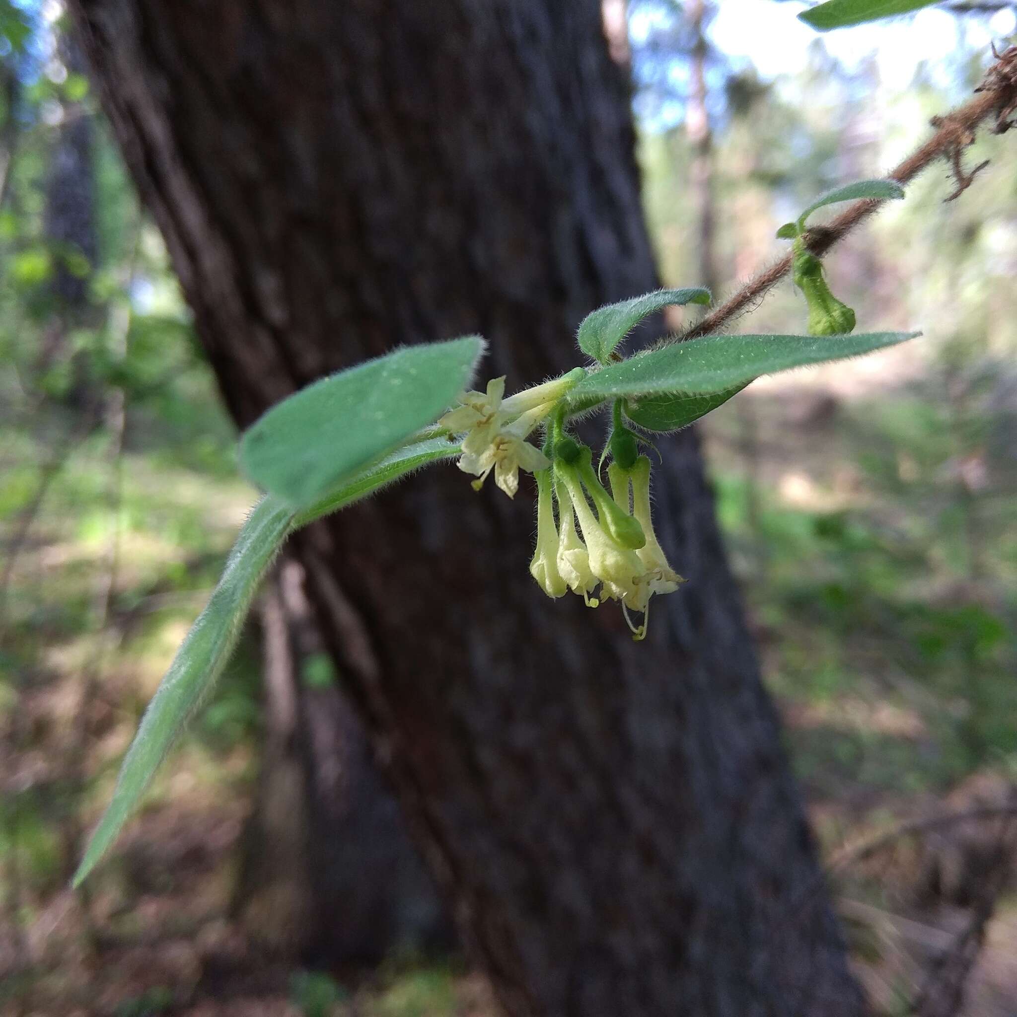 Image de Lonicera caerulea subsp. pallasii (Ledeb.) Browicz