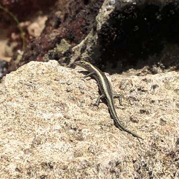 Image of East-African Snake-eyed Skink