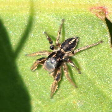 Image of Habronattus schlingeri (Griswold 1979)