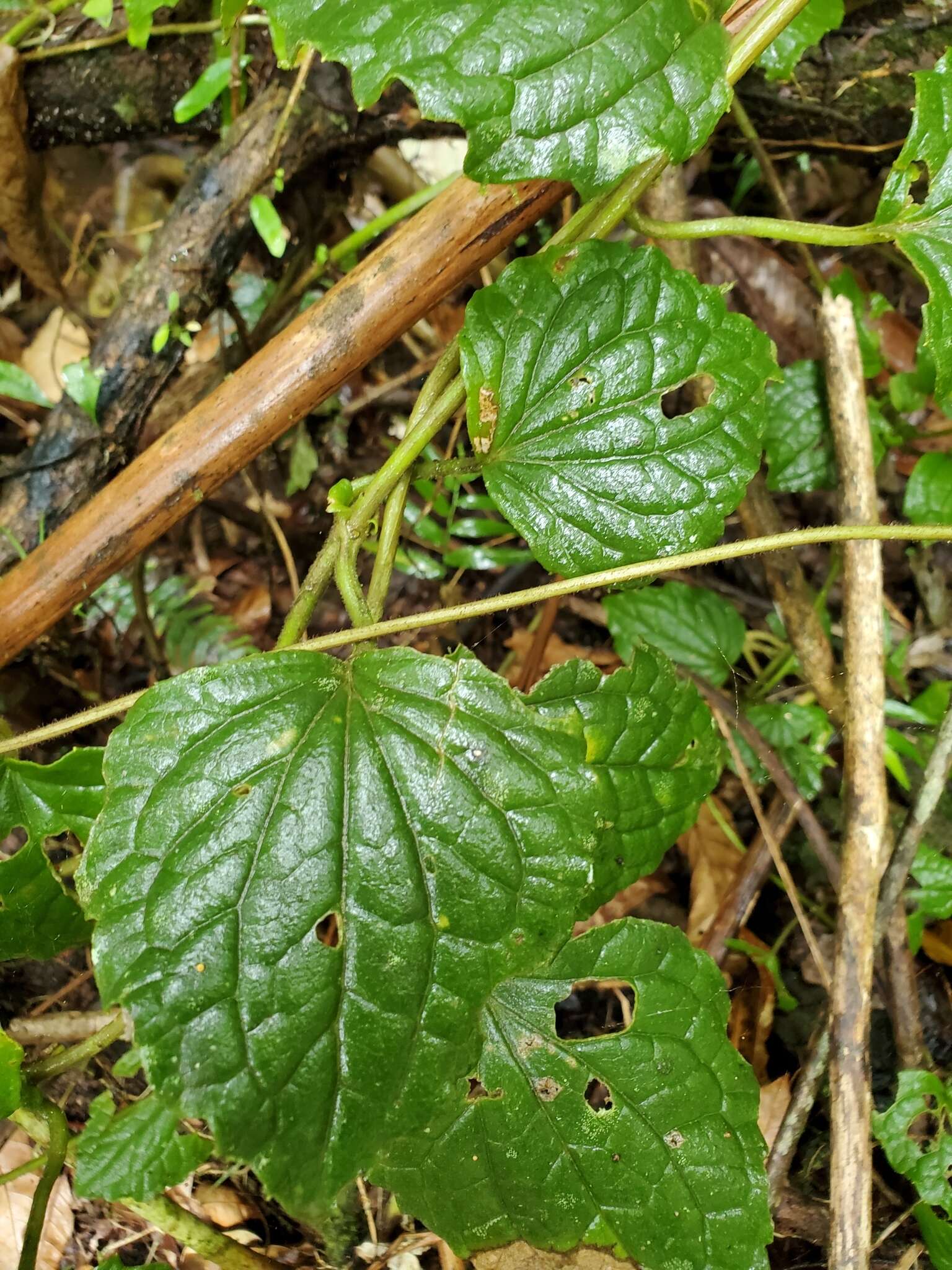 Mikania fragilis Urban resmi