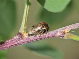 Image of Treehopper