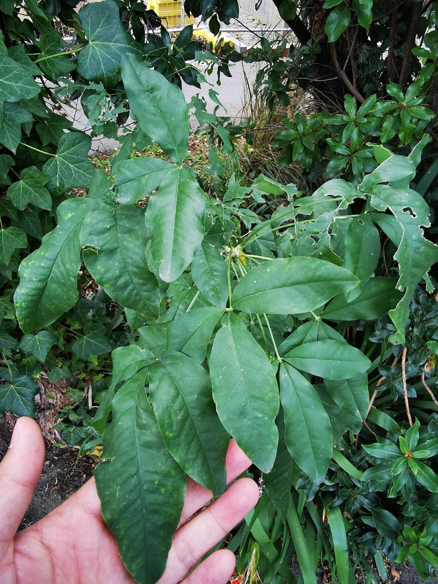 Image of Common Laburnum