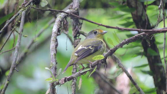 Piprites chloris (Temminck 1822)的圖片