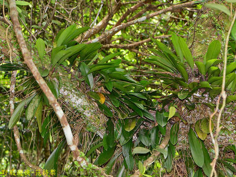 Image of Bulbophyllum macraei (Lindl.) Rchb. fil.