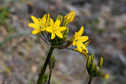 Image of yellow triteleia