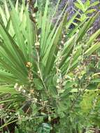 Image de Lyonia fruticosa (Michx.) G. S. Torr. ex B. L. Robins.