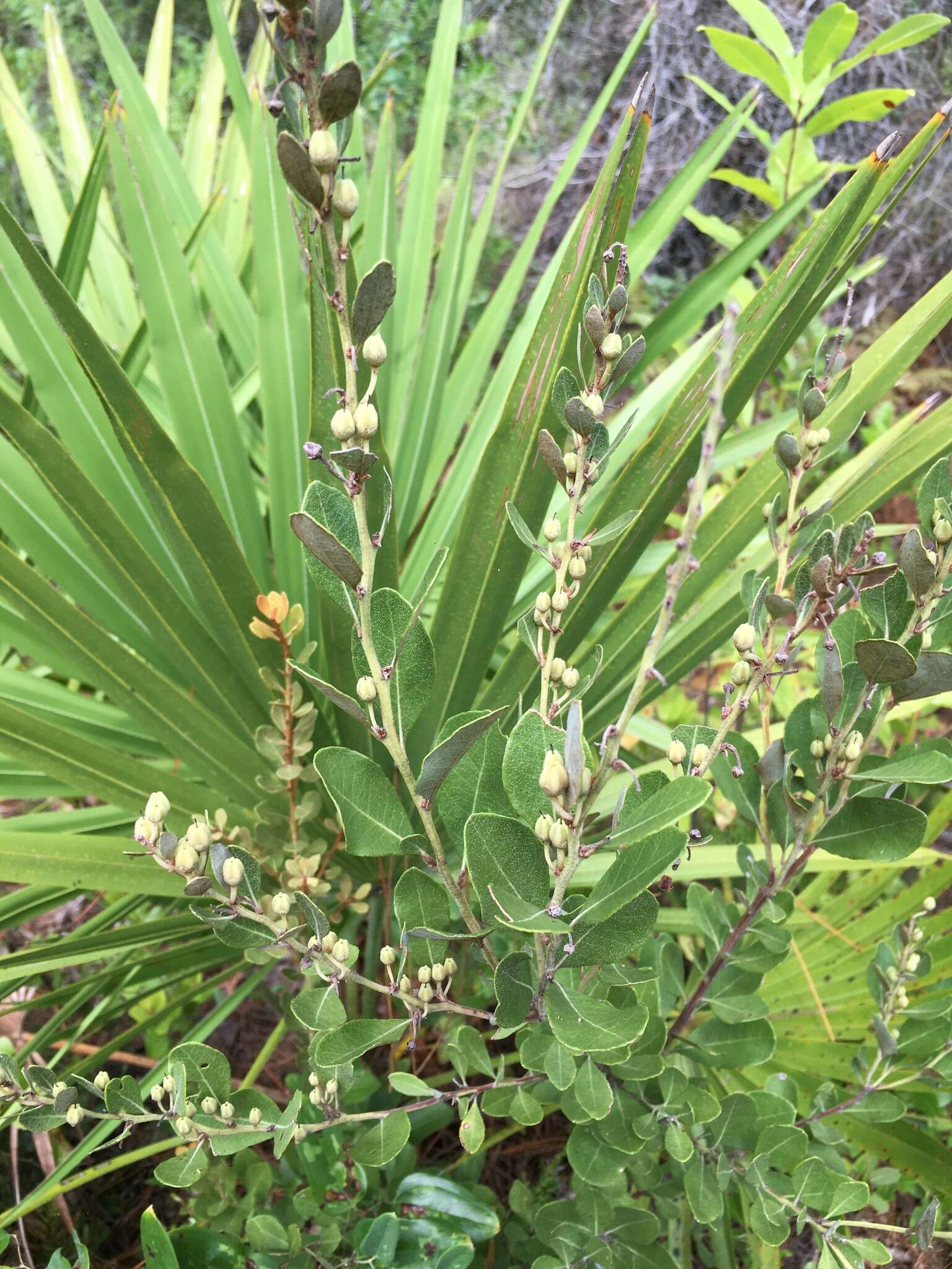 Image of coastal plain staggerbush