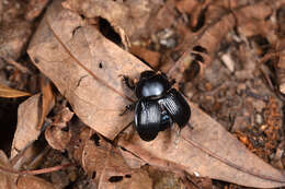 Image of Phelotrupes (Eogeotrupes) formosanus (Miwa 1930)