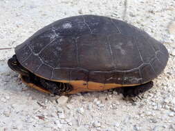 Image of Deirochelys reticularia reticularia (Latreille 1801)