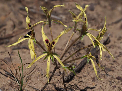 Image of Pelargonium fergusoniae L. Bolus