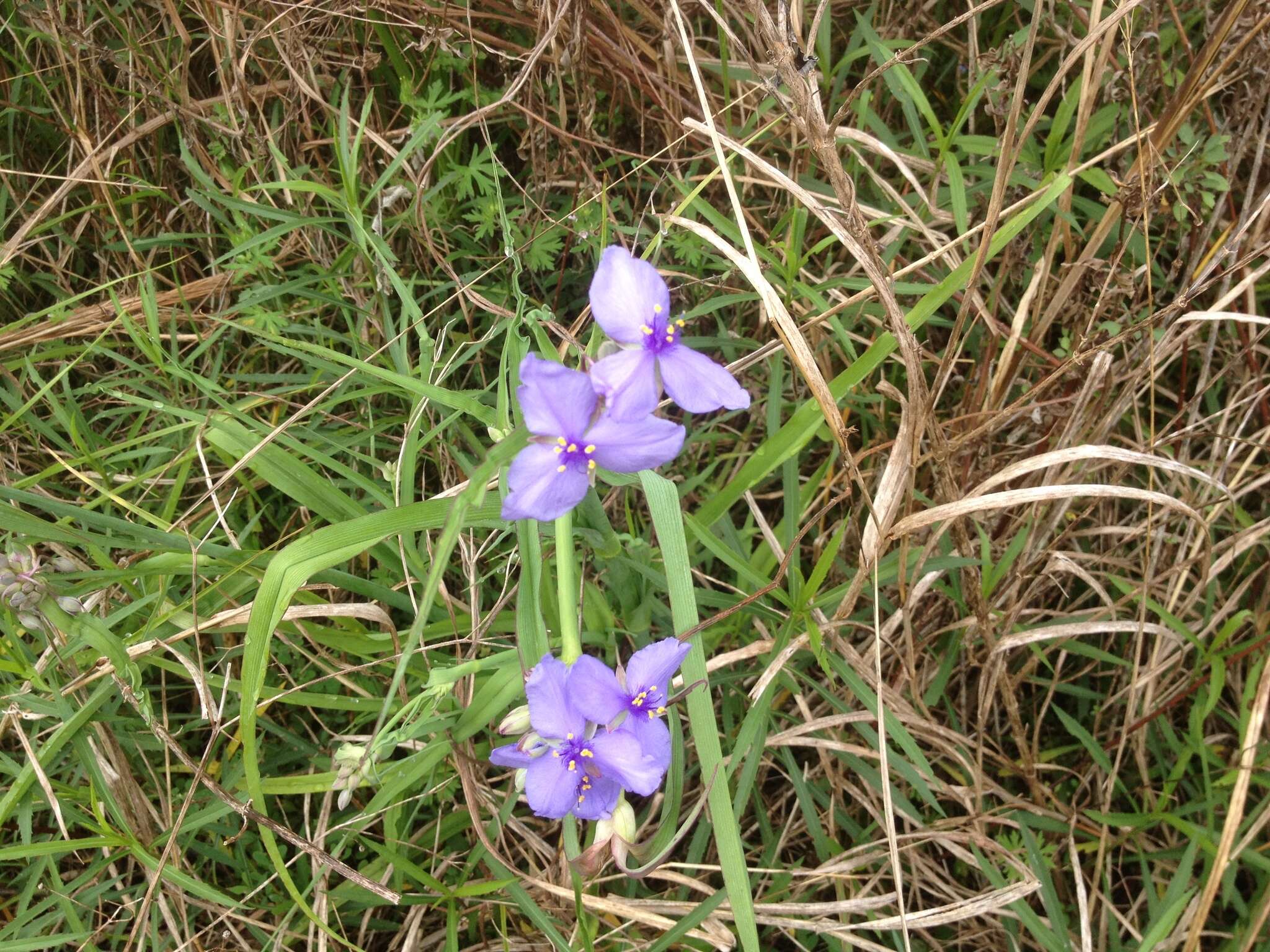 Слика од Tradescantia ohiensis Raf.