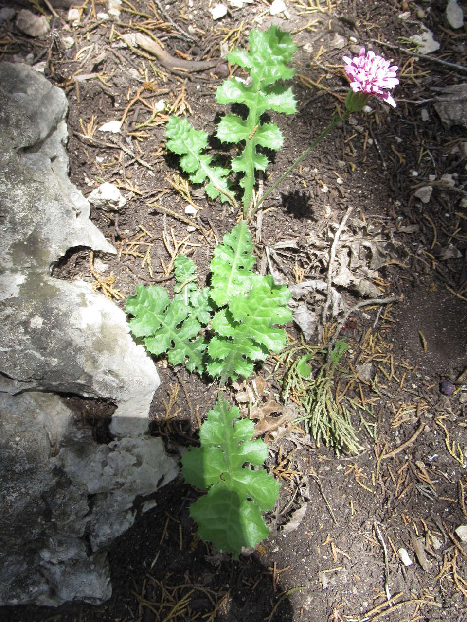 Sivun Acourtia runcinata (Lag. ex D. Don) B. L. Turner kuva